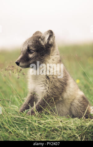 Ritratto di un giovane giocoso Arctic Fox cub in Islanda, estate Foto Stock