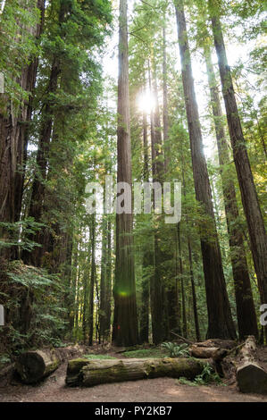 Una fitta foresta di Redwood con il sole che splende in background. Foto Stock