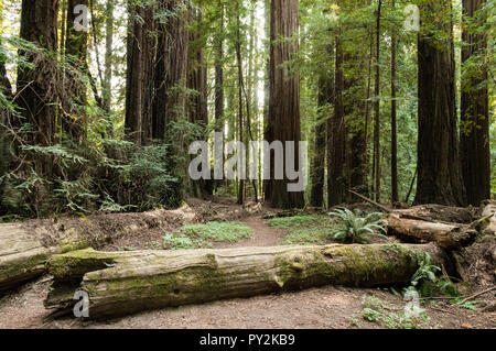 Una fitta foresta di Redwood con il sole che splende in background. Foto Stock