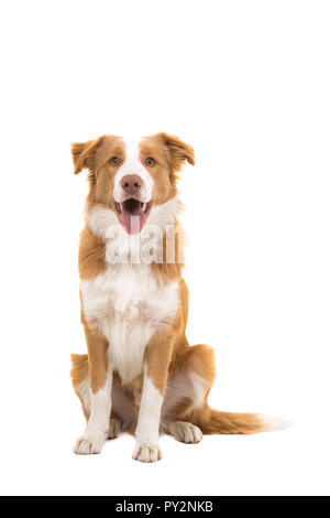 Udienza red Border Collie cane guardando la telecamera con la bocca aperta isolata su uno sfondo bianco Foto Stock