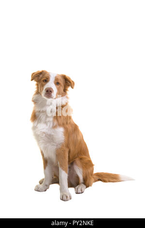 Udienza red Border Collie cane su sfondo bianco Foto Stock