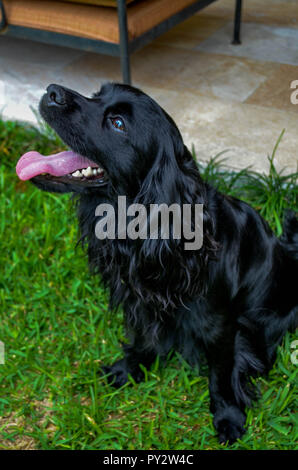 Un Happy dog obbedire al comando di seduta per un'immagine e in attesa di un trattamento. Foto Stock