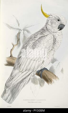 Cacatua galerita -Plyctolophus galeritus maggiori di zolfo-crested Cockatoo -da Edward Lear 1812-1888. Foto Stock