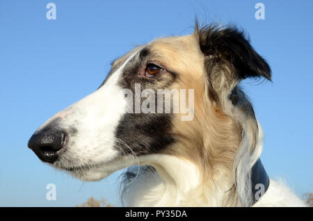 Cane si faccia verticale laterale Foto Stock