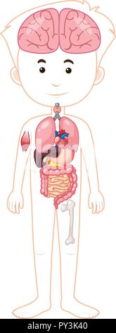 Un corpo umano e organi illustrazione Illustrazione Vettoriale