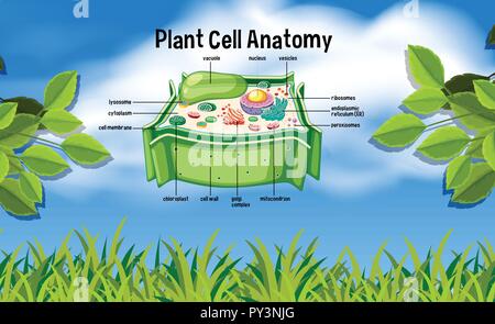 Cellula vegetale anatomia in natura illustrazione Illustrazione Vettoriale