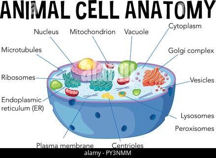 Cellula animale anatomia illustrazione schema Illustrazione Vettoriale