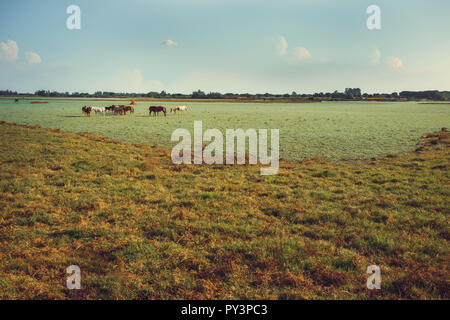 Wild cavalli e puledri nel verde marsh avanzamento sul cielo blu sullo sfondo Foto Stock