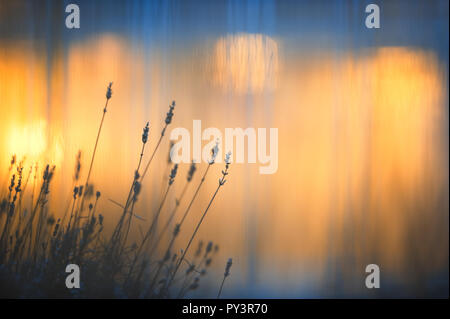 Piante di lavanda (Lavandula angustifolia) in inverno contro le luci della finestra. Messa a fuoco selettiva e profondità di campo. Foto Stock