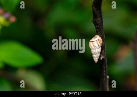 Albero Bianco Sundial Shell su un impianto vicino a Pune, Maharashtra. Foto Stock