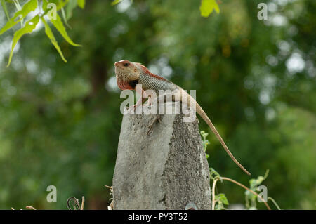 Giardino lizard in posa su un palo in cemento vicino a Pune, Maharashtra. Foto Stock