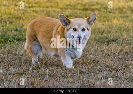 Pembroke welsh corgi cane Foto Stock