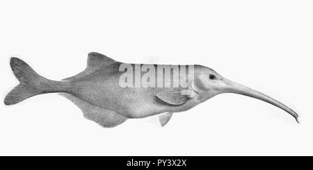 Campylomormyrus numenius Boulenger. Foto Stock