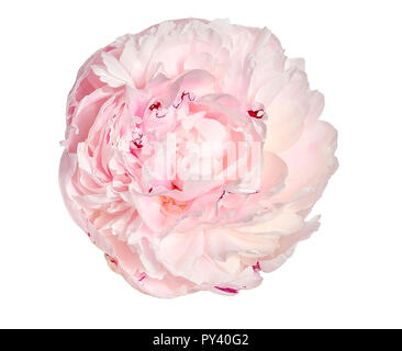 Dolce con rosa peonia cremoso fiore con soffici, frilly petali close up, isolato su sfondo bianco. Romantico motivo floreale Foto Stock