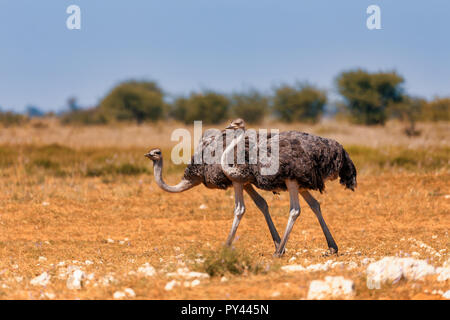 Grosso uccello, struzzo, (Struthio camelus) in Etosha, Namibia Wildlife safari. Questo è l'africa. Foto Stock