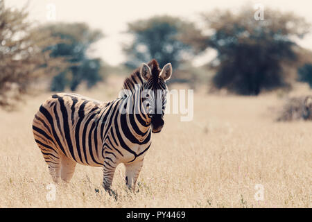 Bella spogliato zebra nel bush africano. Etosha Game Reserve, Namibia, Africa safari della fauna selvatica. Animale selvatico in natura habitat. Questo è l'Africa. Foto Stock