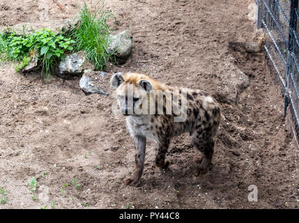 Spotted hyena (Crocuta crocuta), noto anche come il ridere iena, in piedi con zampa sollevata. Foto Stock