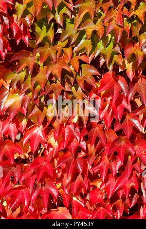 Virginia superriduttore, chiamato anche American Ivy, Parthenocissus quinquefolia crescente sulla parete di una grande casa a Littlebury verde in Essex, Inghilterra Foto Stock