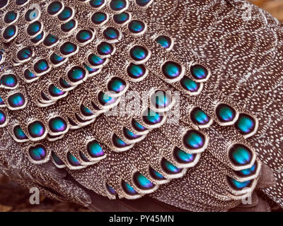 Fagiano di pavone grigio Polyplectron bicalcaratum Foto Stock