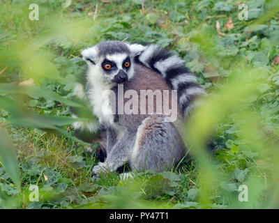 Lemure catta con coda ad anello. Foto Stock