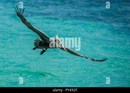 Un maschio di pelican scivolando oltre oceano vicino a Cancun, Messico Foto Stock
