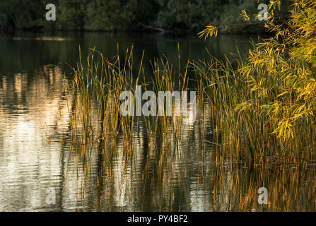 Autunno riflessioni a Colwick Country Park in NOTTINGHAM, NOTTINGHAMSHIRE REGNO UNITO Inghilterra Foto Stock