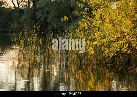 Autunno riflessioni a Colwick Country Park in NOTTINGHAM, NOTTINGHAMSHIRE REGNO UNITO Inghilterra Foto Stock