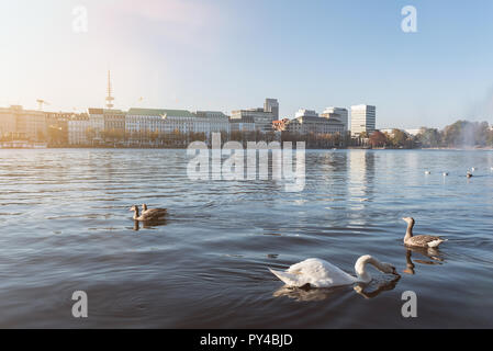 Swan e anatre galleggiante sul Lago Alster Amburgo, Germania Foto Stock