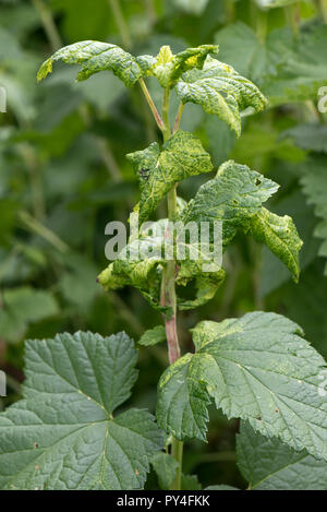 Ribes sowthistle-afidi, Hyperomyzus lactucae, leaf distorsione, ingiallimento e chiazze clorosi a foglie blakcurrant, Berkshire, Giugno Foto Stock