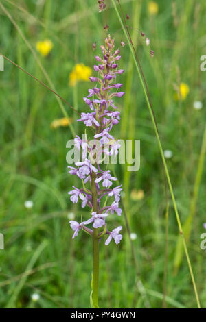 Un fragrante orchid, Gymnadenia conopsea, fiore spike su coltura di piante sparse su chalk prateria, Berkshire, Giugno Foto Stock