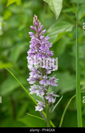 Avvistato comune, orchidea Dactylorhiza fuchsii, fiore spike su piante che crescono su chalk downland, Berkshire, Giugno Foto Stock