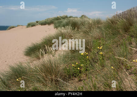 Enotera marram e erba che cresce su Bantham Beach il controllo di erosione di vento sulle dune di sabbia, South Devon, Luglio Foto Stock