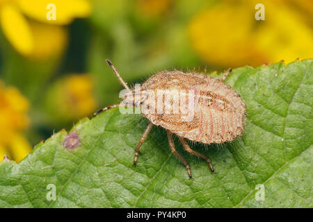 Hairy Shieldbug nymph (Dolycoris baccarum) a riposo sul Rovo foglie. Tipperary, Irlanda Foto Stock