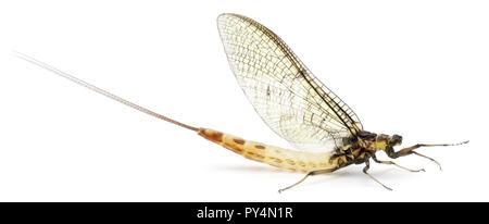 Mayfly, Ephemera danica, di fronte a uno sfondo bianco Foto Stock