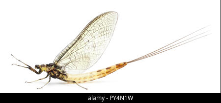 Mayfly, Ephemera danica, di fronte a uno sfondo bianco Foto Stock