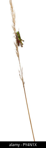 Cricket su un'erba davanti a uno sfondo bianco Foto Stock