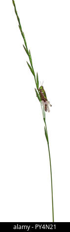 Cricket su un'erba davanti a uno sfondo bianco Foto Stock