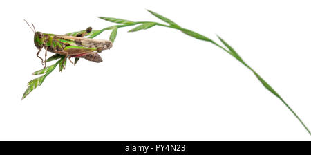 Cricket su un'erba davanti a uno sfondo bianco Foto Stock