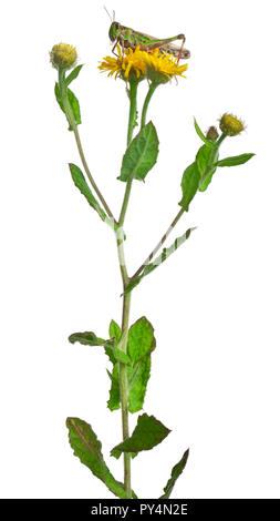 Cricket su un dente di leone di fronte a uno sfondo bianco Foto Stock