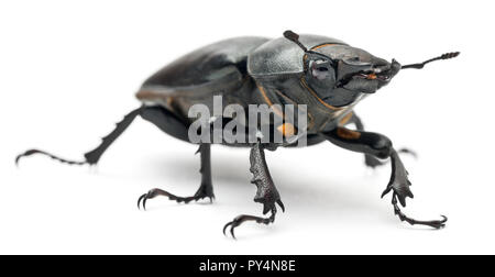 Femmina Lucanus cervus, il più noto specie di stag beetle, di fronte a uno sfondo bianco Foto Stock
