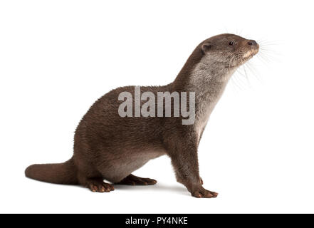 Lontra europea, Lutra lutra, 6 anni, contro uno sfondo bianco Foto Stock