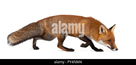 Red Fox, Vulpes vulpes, 4 anni, passeggiate contro uno sfondo bianco Foto Stock