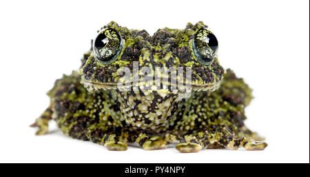 Rana di muschio, Theloderma corticale, noto anche come un vietnamita Mossy rana o Tonkin bug-eyed Frog, ritratto contro uno sfondo bianco Foto Stock