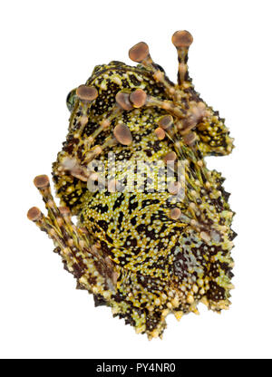 Rana di muschio, Theloderma corticale, noto anche come un vietnamita Mossy rana o Tonkin bug-eyed Rana, contro uno sfondo bianco Foto Stock