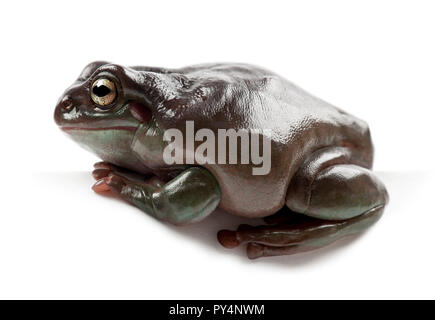 Australian ranocchio verde, semplicemente ranocchio verde in Australia, bianco raganella, o losca raganella, Litoria caerulea, contro uno sfondo bianco Foto Stock