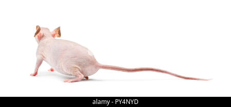 Topo nudo, Mus musculus, contro uno sfondo bianco Foto Stock