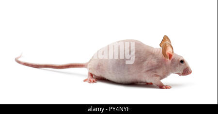 Topo nudo, Mus musculus, contro uno sfondo bianco Foto Stock