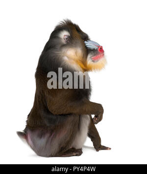 Mandrill seduta, Mandrillus Sphinx, 22 anni, primate della scimmia del Vecchio Mondo famiglia contro uno sfondo bianco Foto Stock