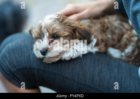 Havanese cucciolo seduto sul grembo di una donna. Bassa profondità di campo. Foto Stock
