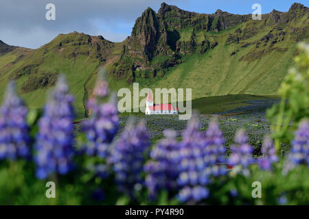 Vik mi Myrdal chiesa ed invasiva Alaskan Fiori di lupino in Vik sud dell'Islanda. Foto Stock